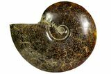 Polished, Agatized Ammonite (Cleoniceras) - Madagascar #145807-1